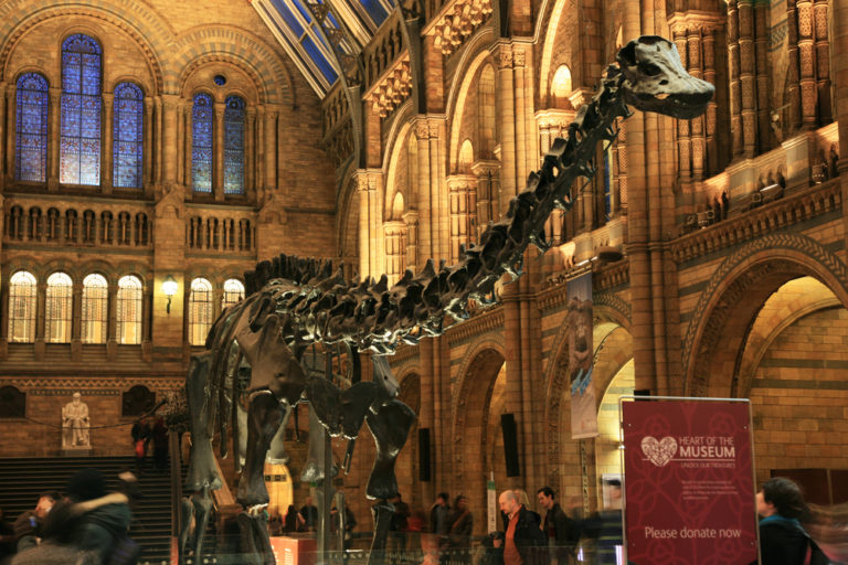 London, UK - January 07, 2011: Inside view of Natural History Museum. This Museum is one of the most favorite museum for children seeing Dinosaur display, visitors looking around dinosaur display.